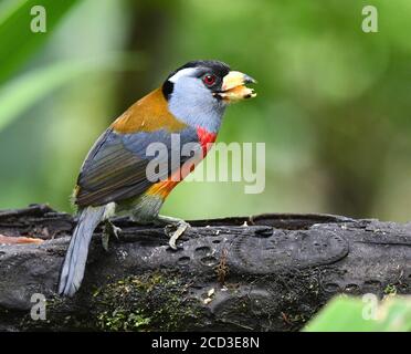 toucan barbet (Semnornis ramphastinus), eating from a banana, Ecuador, Mashpi reserve Stock Photo