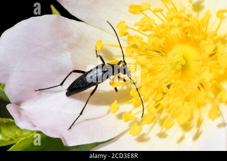 Small black longhorn beetle (Stenurella nigra, Strangalia nigra, Leptura nigra), blossom attendance on a wild rose, Germany Stock Photo