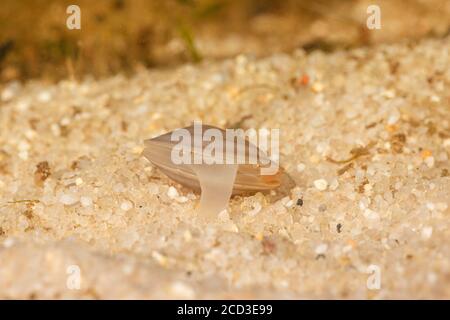 lake orb mussel, lake fingernailclam, capped orb mussel (Musculium lacustre, Sphaerium lacustre), creeping over sandy bottom, foot clearly visible Stock Photo