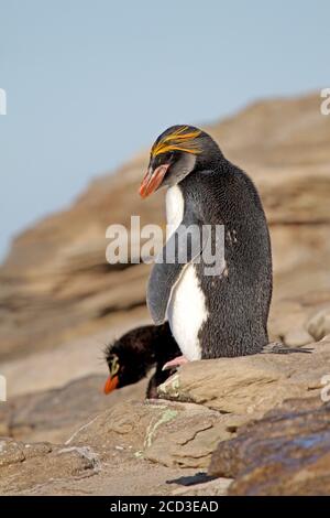 macaroni penguin (Eudyptes chrysolophus), standing ashore, Suedgeorgien Stock Photo