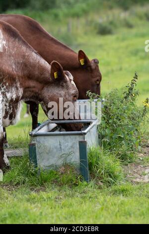 Dairy shorthorn cattle at a water trough on an organic farm, Yorkshire, UK. Stock Photo