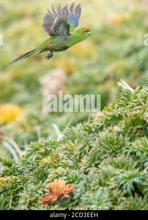 red-fronted parakeet, Kakariki (Cyanoramphus novaezelandiae), in flight, New Zealand, Auckland islands, Enderby Island Stock Photo