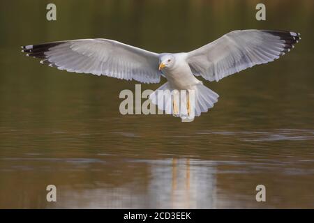 Yellow-legged Gull (Larus michahellis, Larus cachinnans michahellis), in landsflight over the water, front view, Italy Stock Photo