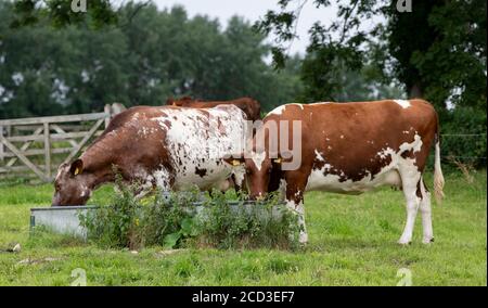 Dairy shorthorn cattle at a water trough on an organic farm, Yorkshire, UK. Stock Photo