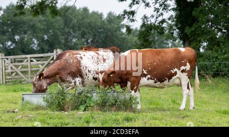 Dairy shorthorn cattle at a water trough on an organic farm, Yorkshire, UK. Stock Photo