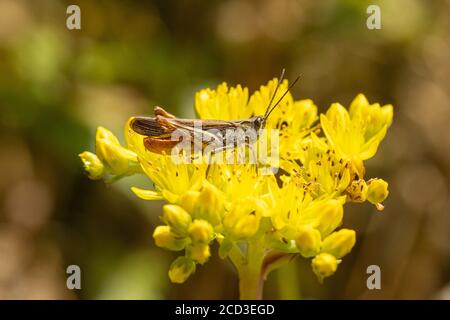 Field grasshopper, Common field grasshopper (Chorthippus brunneus, Glyptobothrus brunneus, Chorthippus bicolor, Stauroderus brunneus), on the flowers Stock Photo