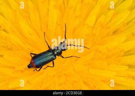 Red-tipped flower beetle (Malachius bipustulatus), blossom attendance on a dandelion blossom, view from above, Germany Stock Photo