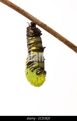 Mango red-banded caterpillar (281)