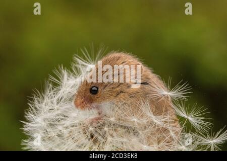 Harvest Mice cuteness Stock Photo