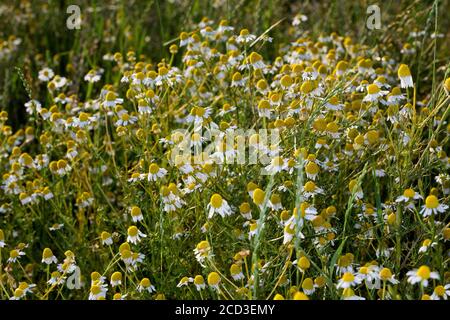 scented mayweed, german chamomile, german mayweed (Matricaria chamomilla, Matricaria recutita, Chamomilla recutita), blooming, Germany Stock Photo