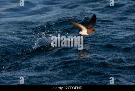 white-bellied storm petrel (Fregetta grallaria), flying over the water surface and searching for food, New Zealand Stock Photo