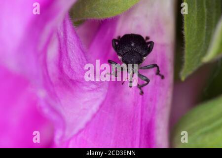 Iris seeds weevil (Mononychus punctumalbum, Mononychus punctum-album), visiting a flower of Digitalis purpurea, Germany Stock Photo