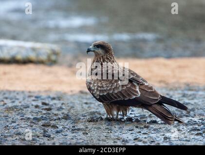 Black-eared Kite, Black kite, Yellow-billed kite (Milvus migrans lineatus, Milvus lineatus), Wintering standing on the ground, Japan, Hokkaido Stock Photo