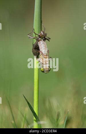 Large white-faced darter, Yellow-spotted whiteface (Leucorrhinia pectoralis, Leucorhinia pectoralis), hatching, series picture 1/10, Weerribben Stock Photo