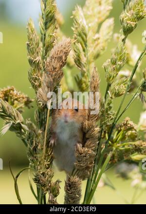 Harvest Mice cuteness Stock Photo