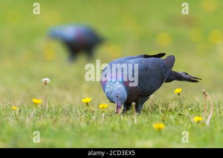 trocaz pigeon (Columba trocaz), foraging in a dandelion meadow, Madeira Stock Photo