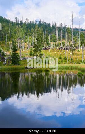 Bogs and small lakes in Latschenfilz area, Bavarian Forest National Park, Germany. Dead forest and natural forest regeneration without human intervent Stock Photo