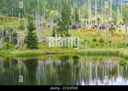 Bogs and small lakes in Latschenfilz area, Bavarian Forest National Park, Germany. Dead forest and natural forest regeneration without human intervent Stock Photo