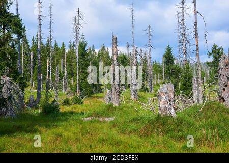 Bogs and small lakes in Latschenfilz area, Bavarian Forest National Park, Germany. Dead forest and natural forest regeneration without human intervent Stock Photo