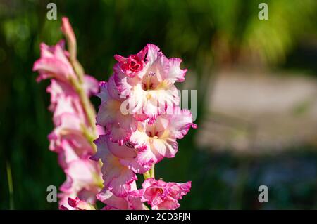 Pink Gladiolus flower in garden. Representation to Splendid Beauty and promise. Botanical macrophotography for illustration of Gladiolus Stock Photo
