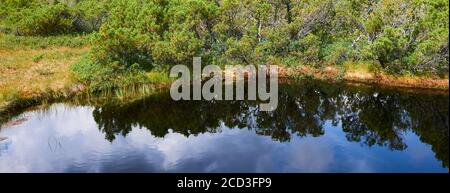 Bogs and small lakes in Latschenfilz area, Bavarian Forest National Park, Germany. Dead forest and natural forest regeneration without human intervent Stock Photo