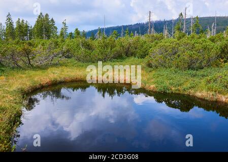 Bogs and small lakes in Latschenfilz area, Bavarian Forest National Park, Germany. Dead forest and natural forest regeneration without human intervent Stock Photo