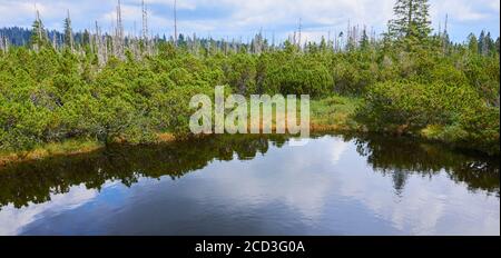 Bogs and small lakes in Latschenfilz area, Bavarian Forest National Park, Germany. Dead forest and natural forest regeneration without human intervent Stock Photo