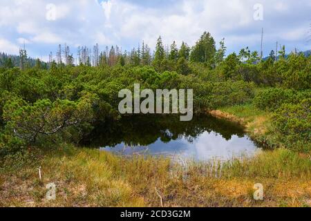 Bogs and small lakes in Latschenfilz area, Bavarian Forest National Park, Germany. Dead forest and natural forest regeneration without human intervent Stock Photo