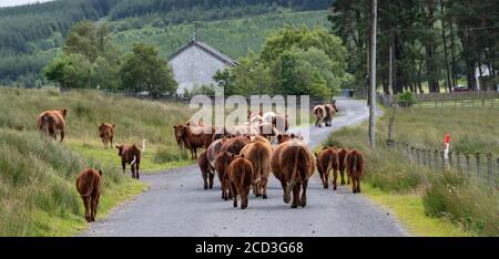 Herd of Luing cattle walking away down a rural country lane in Scotland, UK. Stock Photo