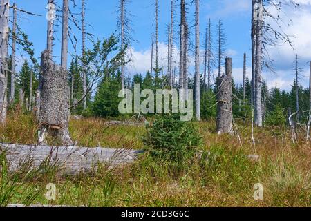 Bogs and small lakes in Latschenfilz area, Bavarian Forest National Park, Germany. Dead forest and natural forest regeneration without human intervent Stock Photo