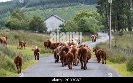 Herd of Luing cattle walking away down a rural country lane in Scotland, UK. Stock Photo