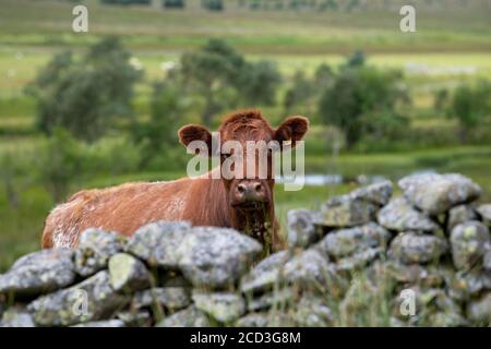 Cow peering over a drystone wall on a dairy farm near Castleton in the ...