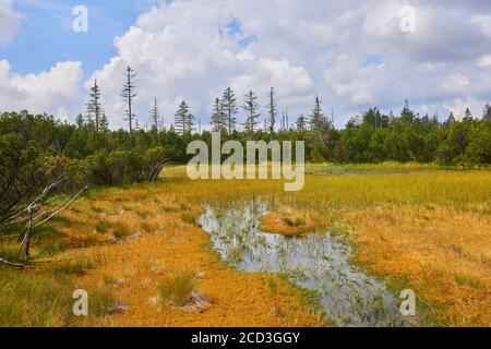 Bogs and small lakes in Latschenfilz area, Bavarian Forest National Park, Germany. Dead forest and natural forest regeneration without human intervent Stock Photo