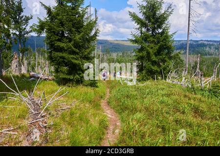 Bogs and small lakes in Latschenfilz area, Bavarian Forest National Park, Germany. Dead forest and natural forest regeneration without human intervent Stock Photo