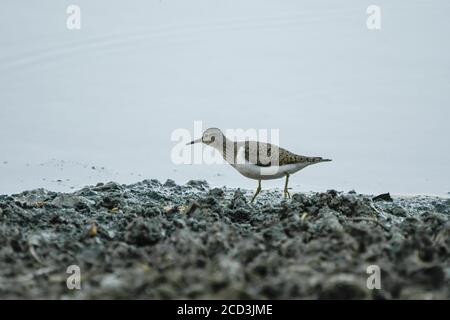 Common sandpiper wading to the shore of the Maroño reservoir Stock Photo