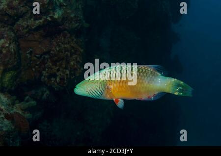 Bandcheek wrasse, Oxycheilinus digramma, on coral reef, in the Red Sea at Marsa Alam, Egyp Stock Photo