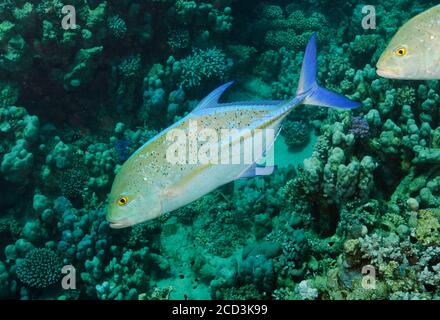 bluefin trevally, Caranx melampygus, on coral reef, Marsa Alam, Egypt Stock Photo