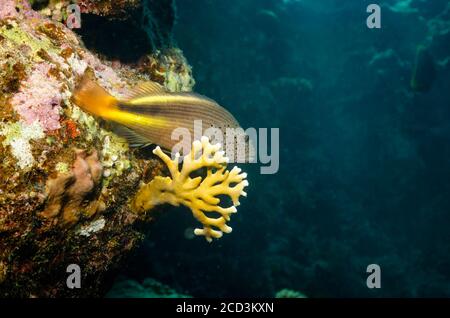 Black-sided hawkfish, Paracirrhites forsteri, perched on staghorn coral, Red Sea, Egypt Stock Photo