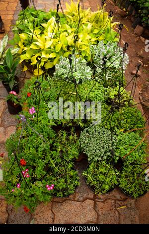 Hanging flower pots kept on the street with beautiful different seeds ,flowers and leaves Stock Photo