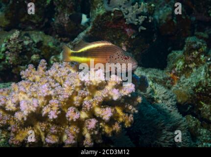 Black-sided hawkfish, Paracirrhites forsteri, perched on coral, Red Sea, Egypt Stock Photo