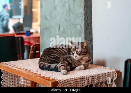 https://l450v.alamy.com/450v/2cd3mjh/close-up-portrait-of-a-tabby-cat-sleeps-on-a-table-in-a-coffee-shop-turkey-the-concept-of-protection-of-pets-2cd3mjh.jpg