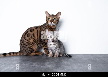 two bengal kittens standing on concrete floor in front of white wall. The younger bengal kitten is looking at camera meowing. Stock Photo