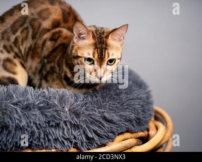 Studio Portrait of Young Bengal Cat in her Cat Bed Stock Photo