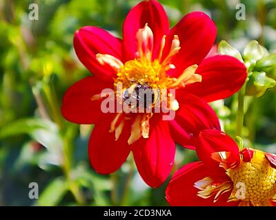 Plants with macro photographic representation of flowers Stock Photo