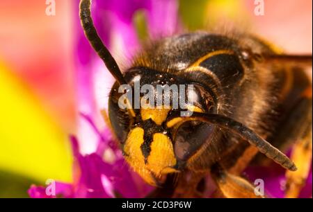 Macro view of European paper wasp. Polistes nimpha. Stock Photo