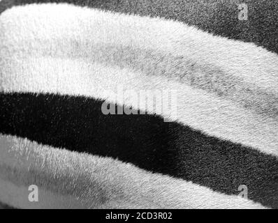 Photo background of a beautiful Zebra skin and stripes. Zebra texture background. Stock Photo