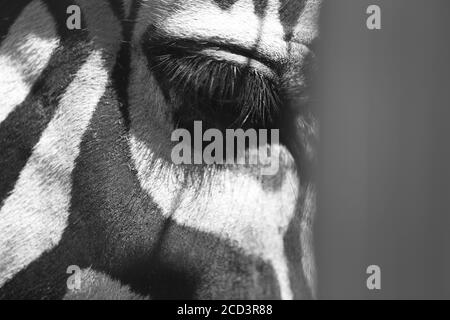 Photo background of a beautiful Zebra skin and stripes. Zebra texture background. Stock Photo