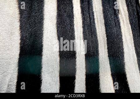 Photo background of a beautiful Zebra skin and stripes. Zebra texture background. Stock Photo