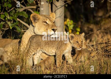 Lioness and her lion cub resting in the bush in Savuti in Botswana