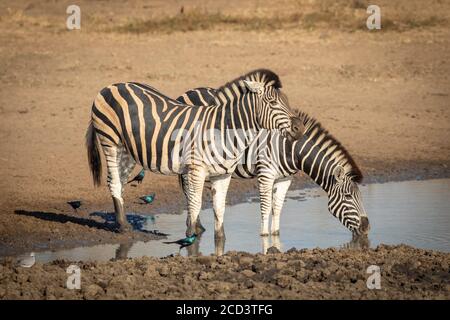 Two zebras drinking water in golden afternoon light in Kruger in South Africa